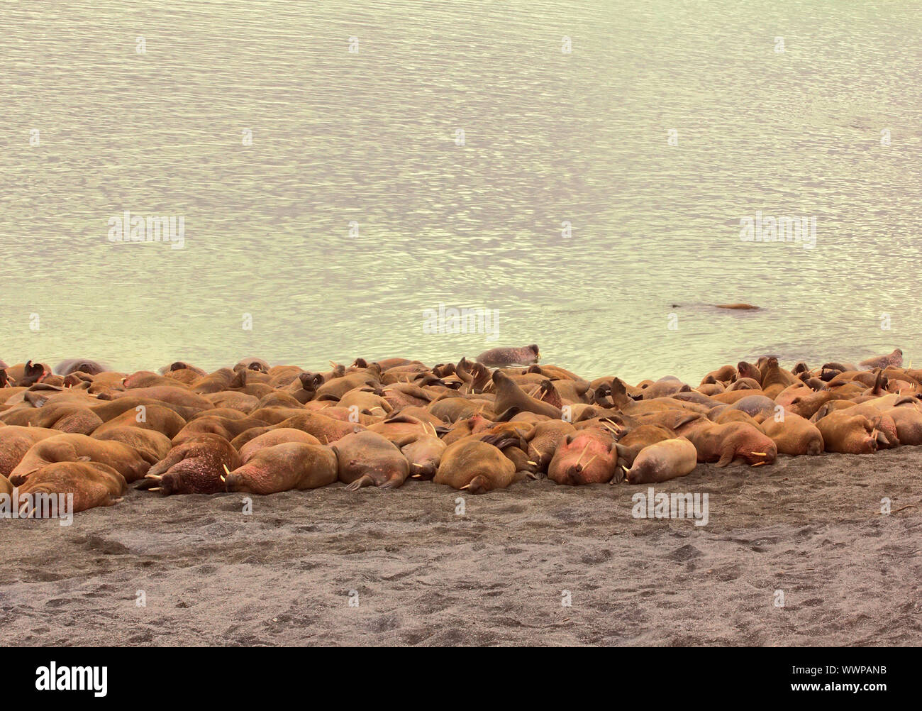 Rookery Atlantic walruses Stock Photo