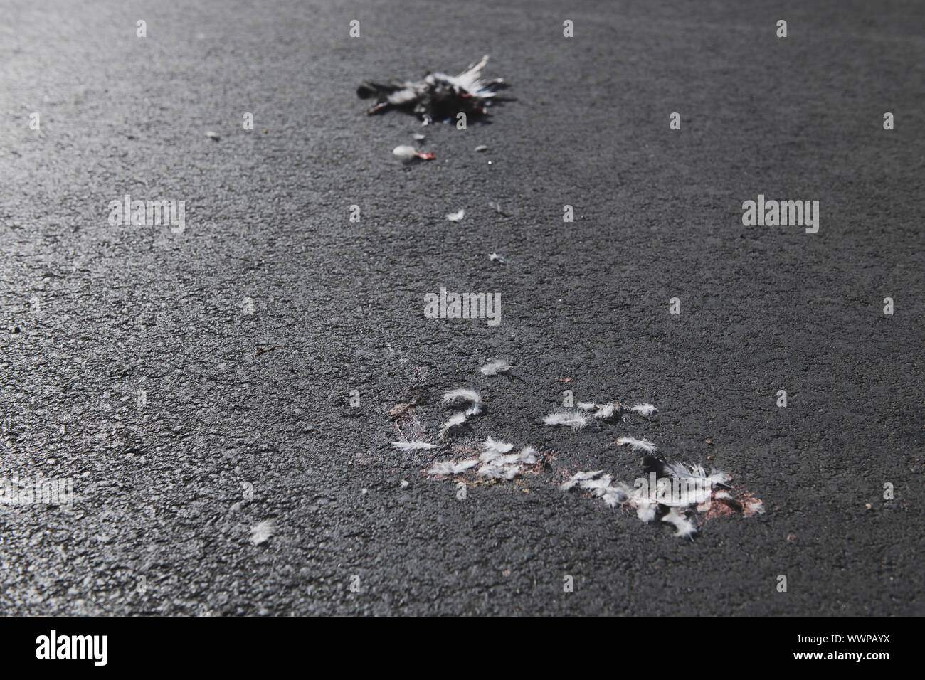 Parts of dead dove lying on the pavement. Pigeon killed by a car. Bird's blood and feathers smashed on the asphalt. Stock Photo