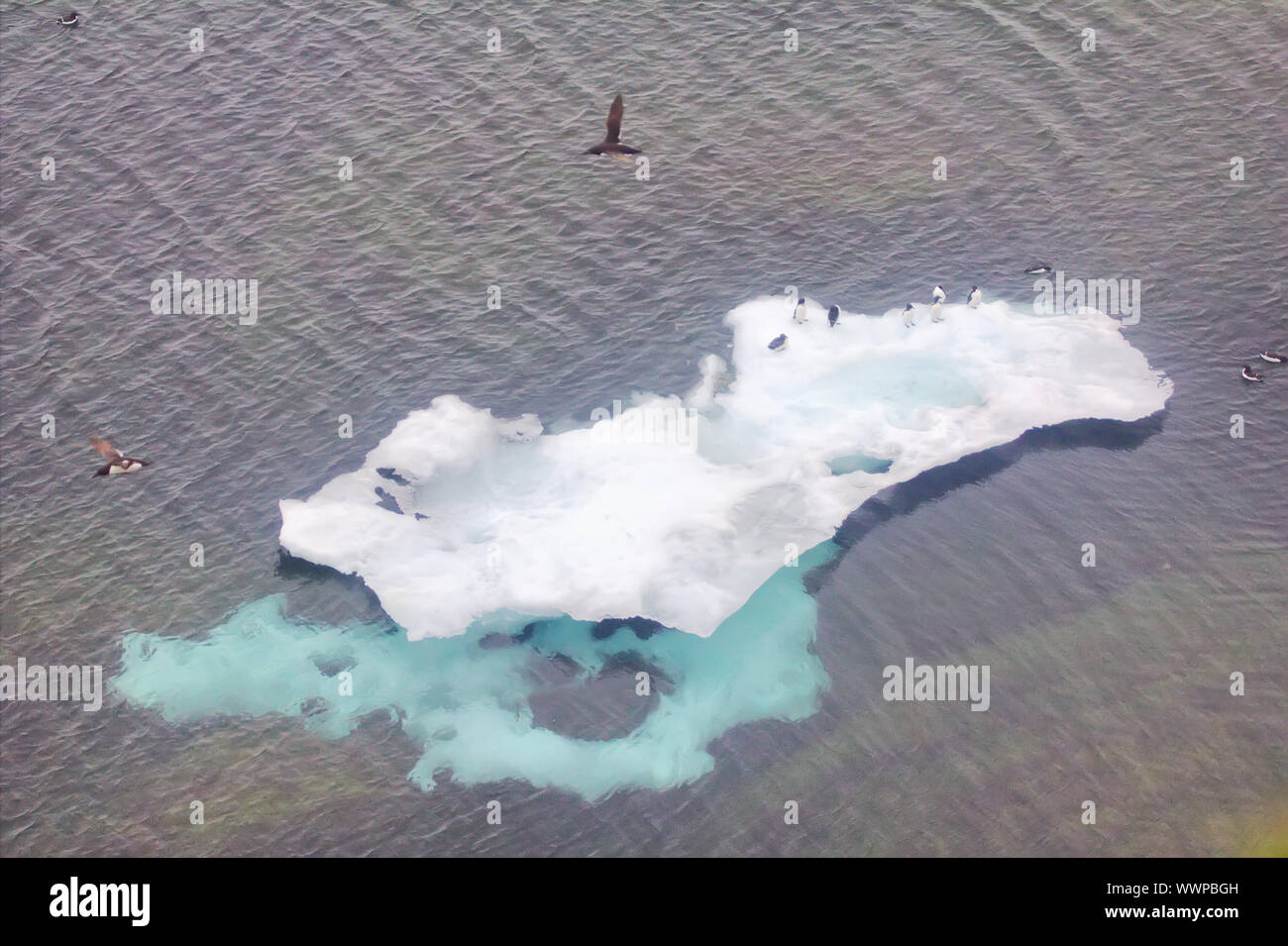 Penguins in the North Stock Photo Alamy