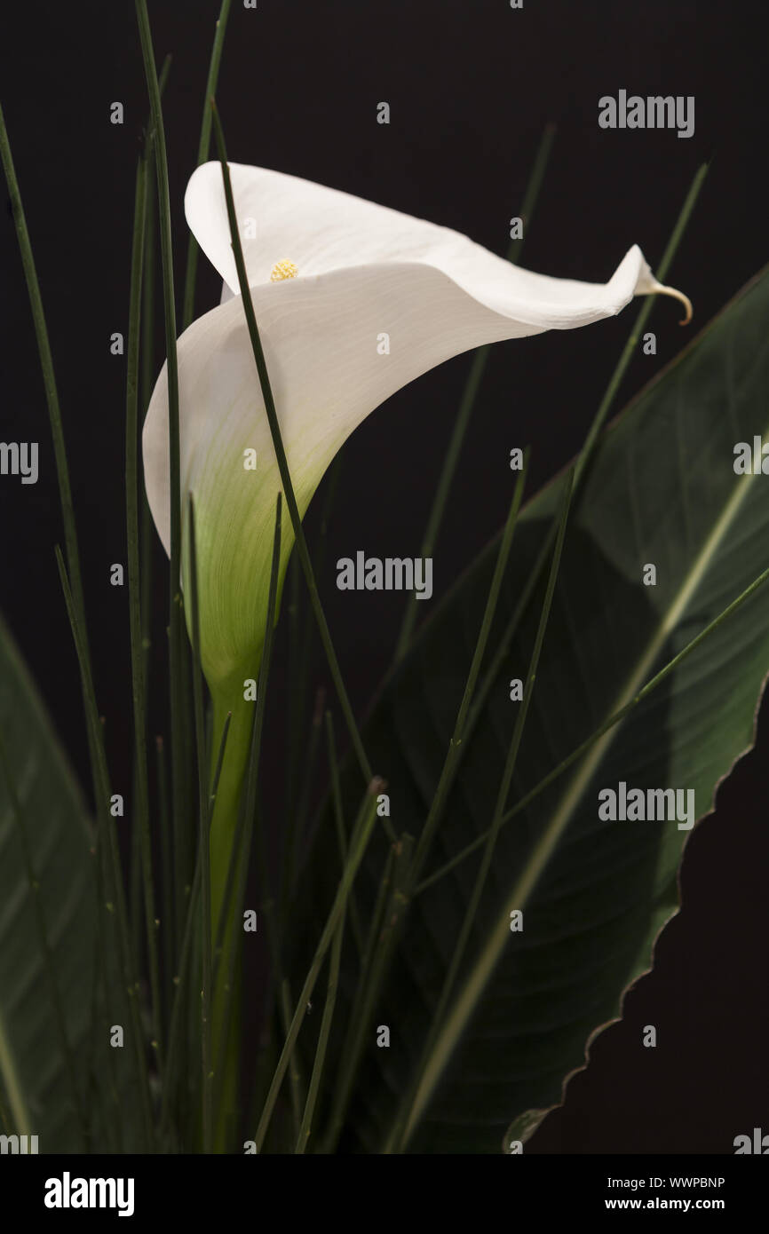 White Calla Lili in front of black Background macro Detail Stock Photo