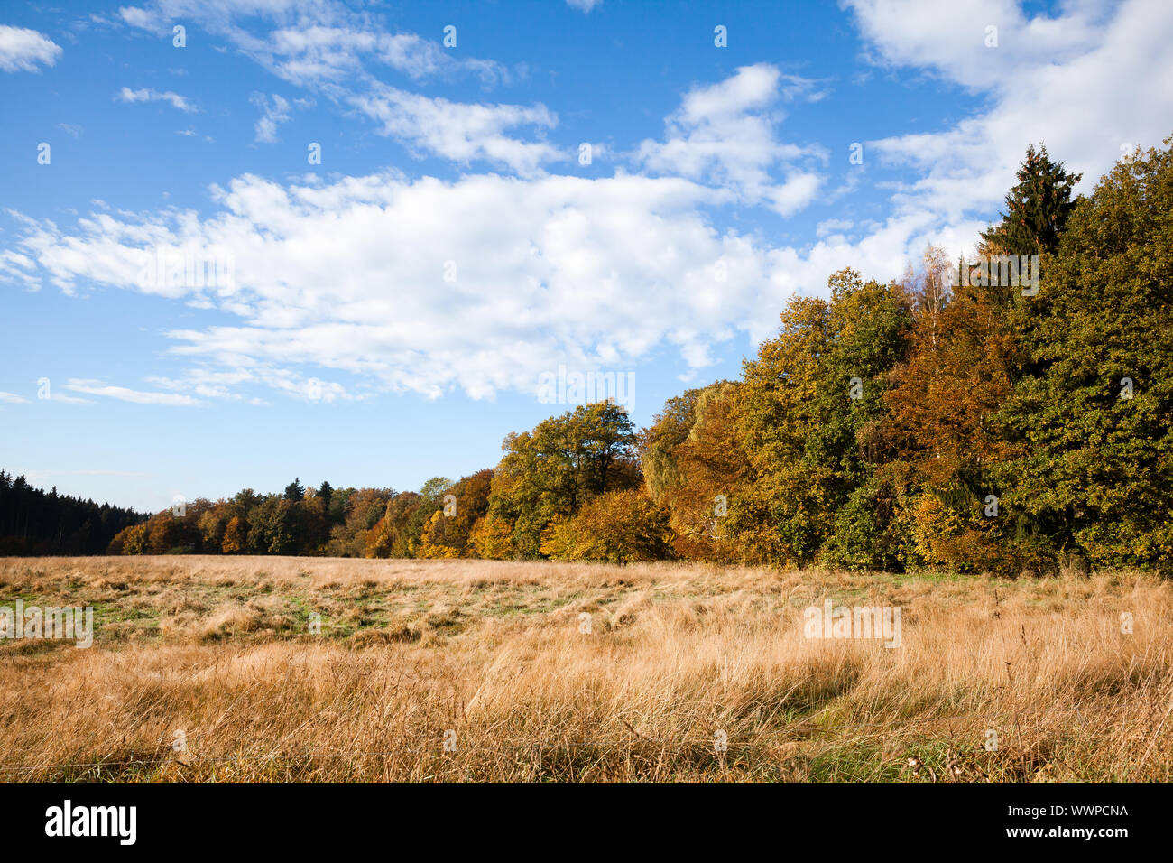 autumnal forest edge with meadow in the evening sun Stock Photo