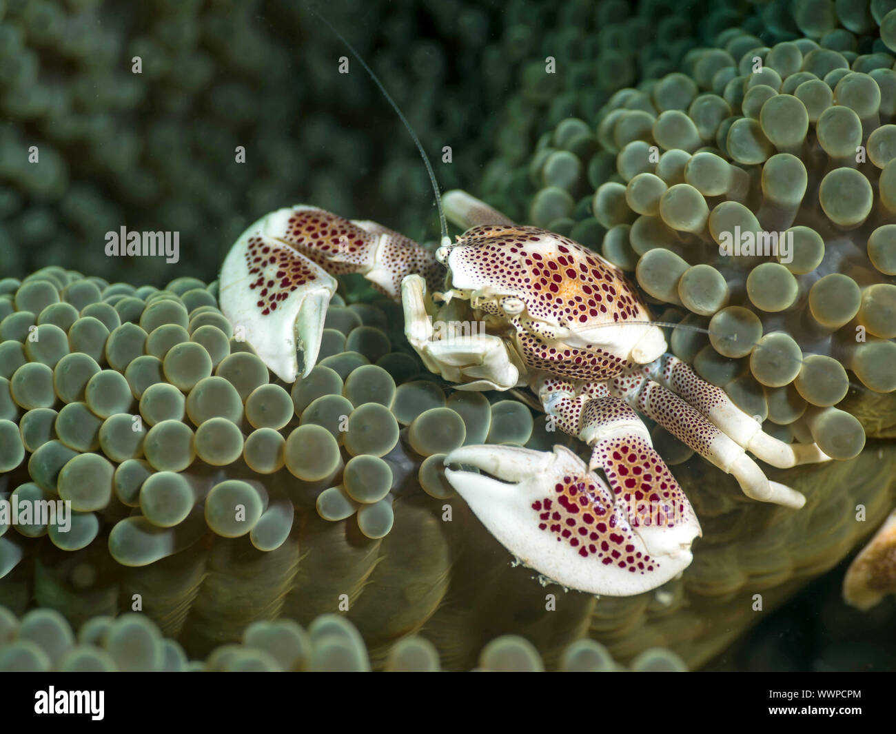 Porcelain crab Stock Photo