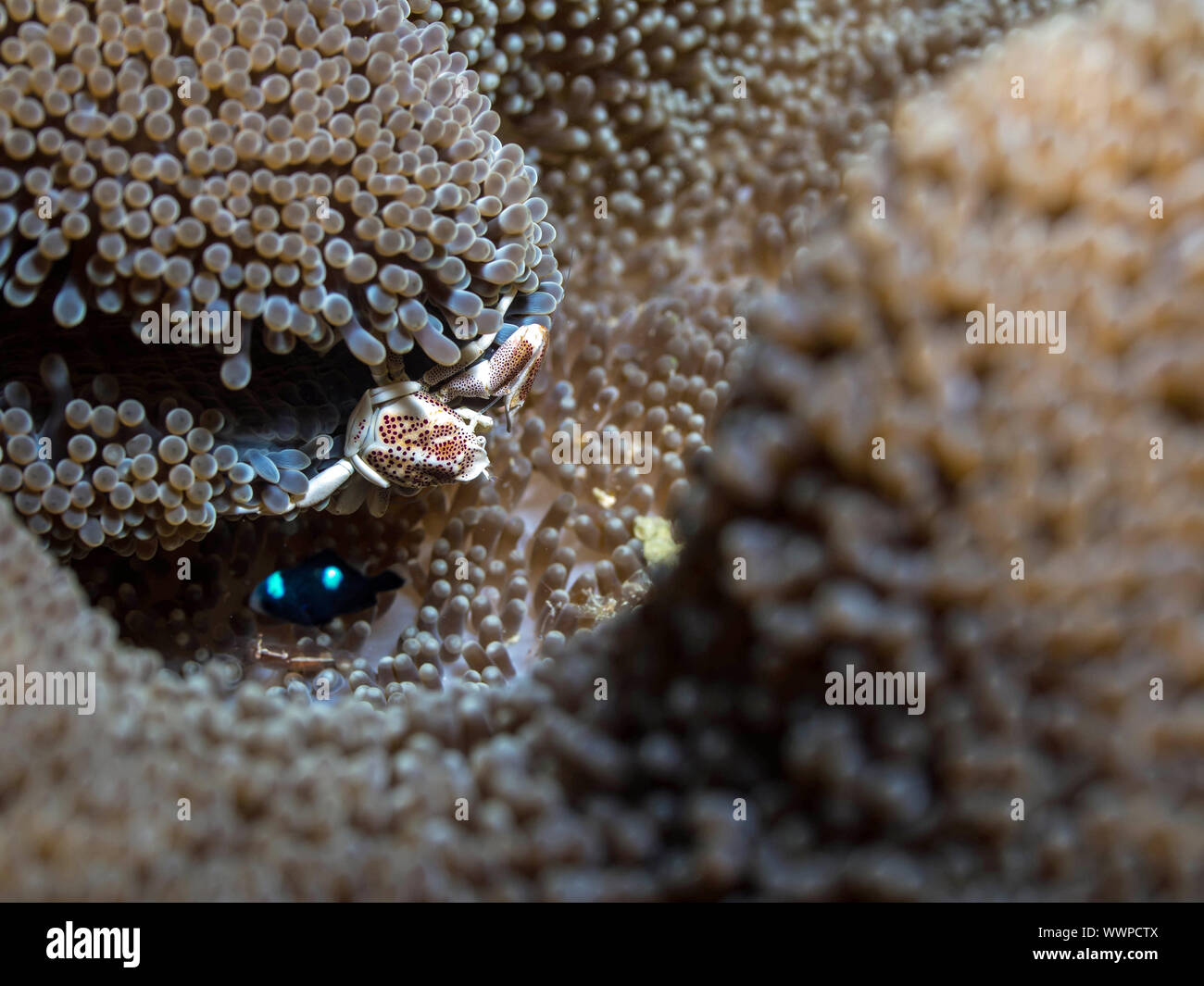 Porcelain crab Stock Photo