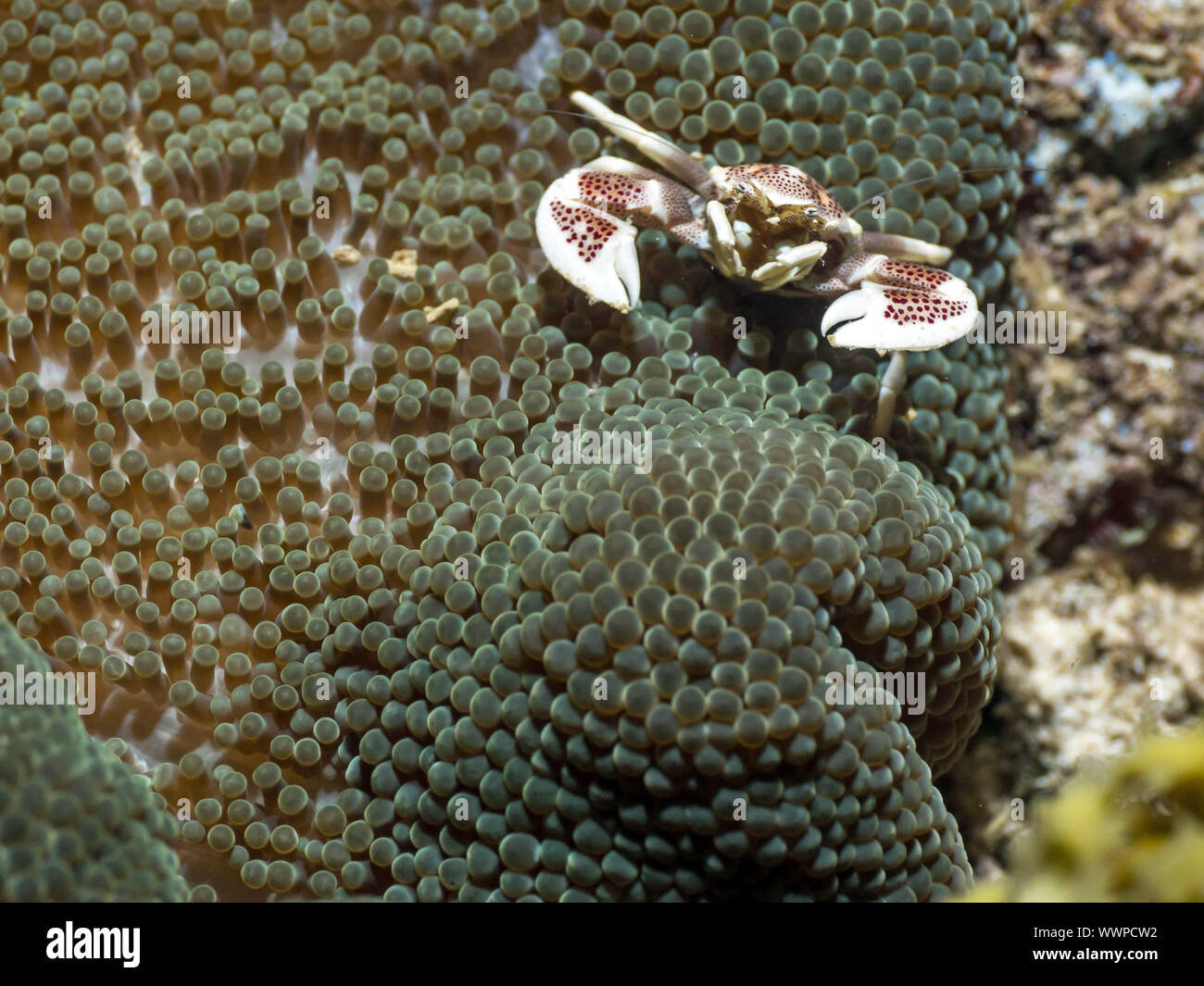 Porcelain crab Stock Photo