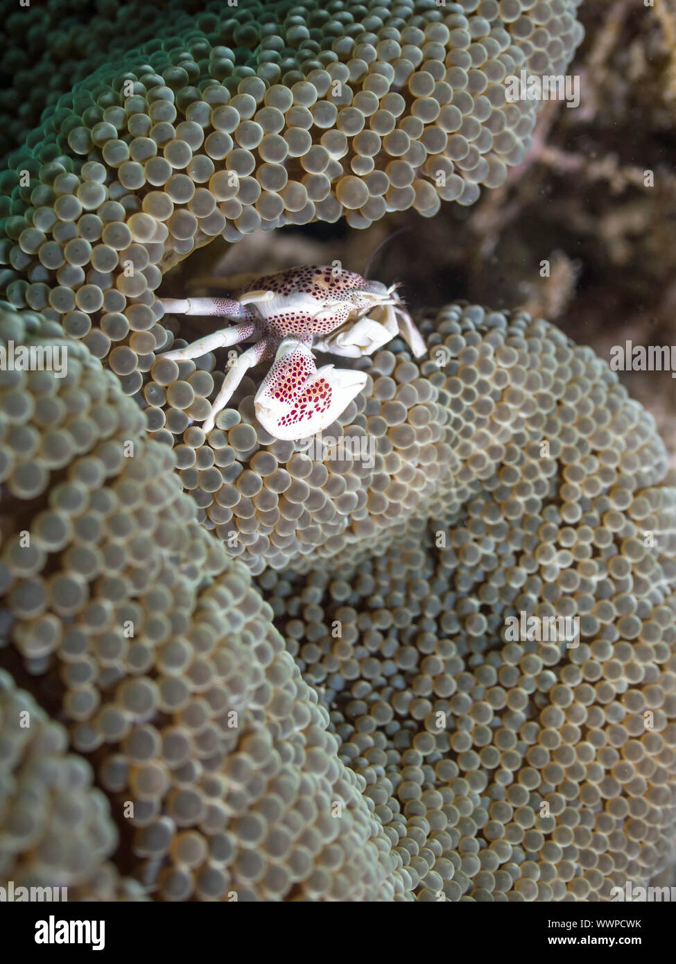 Porcelain crab Stock Photo