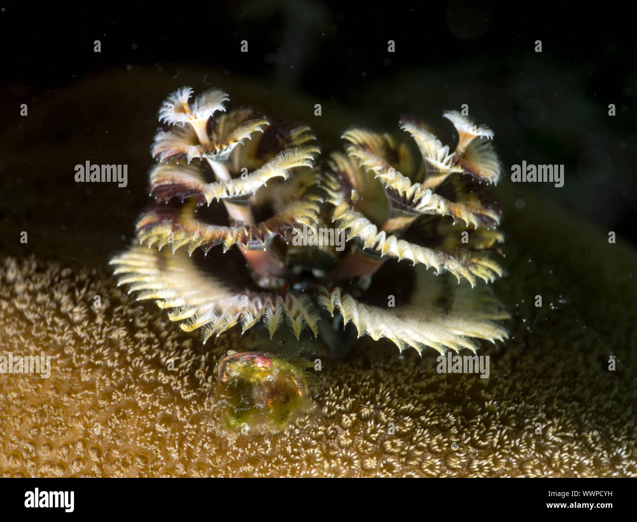 Christmas tree worms Stock Photo Alamy