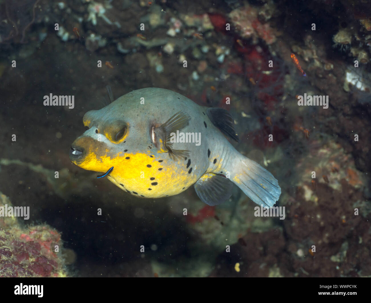 pufferfish Stock Photo