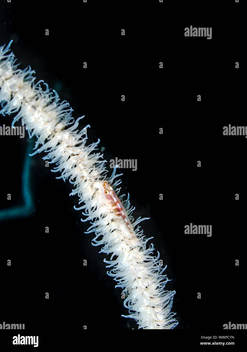 Whip coral dwarf goby Stock Photo