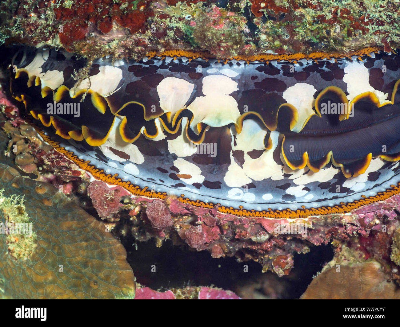 large saltwater clam Stock Photo