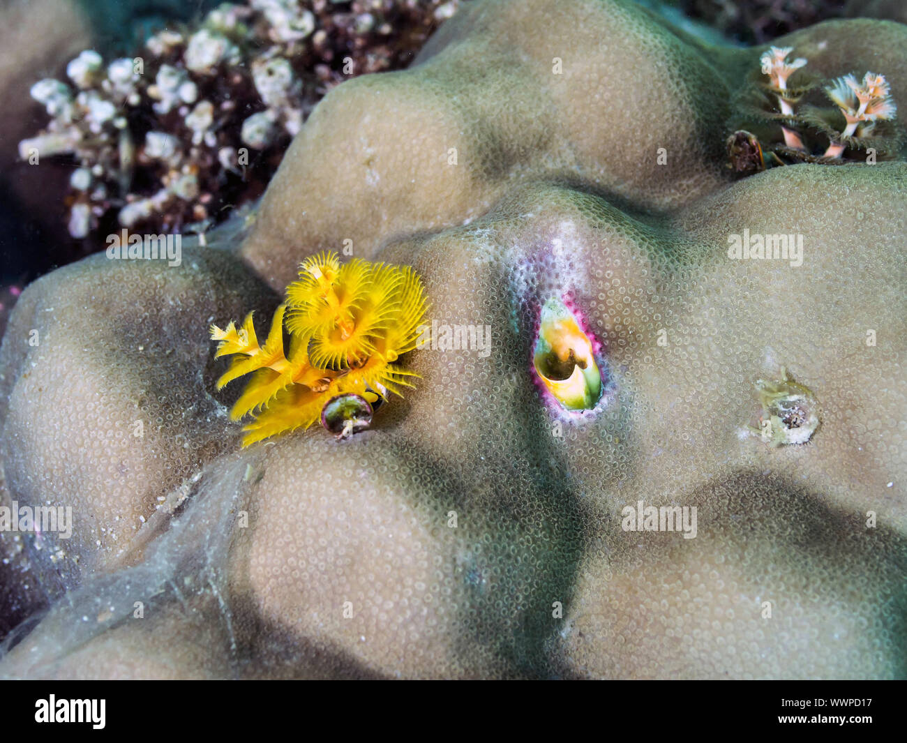 Christmas tree worms Stock Photo Alamy