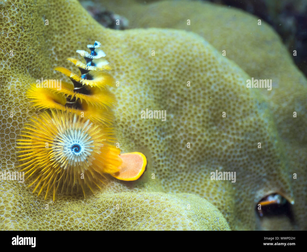Christmas tree worms Stock Photo - Alamy