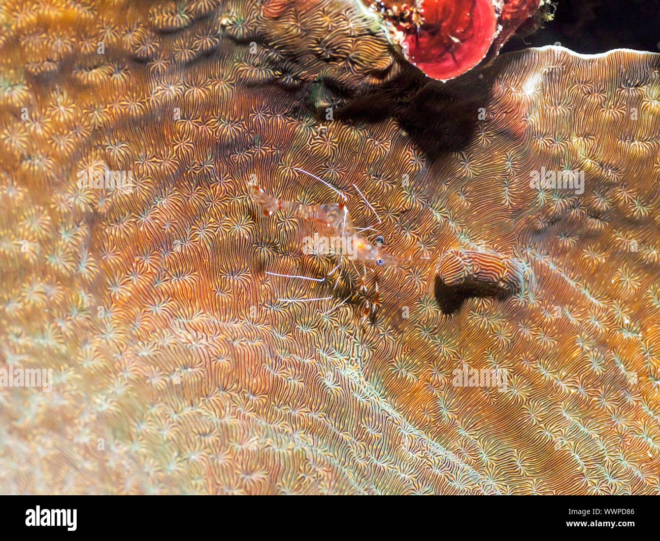 Shrimp Stock Photo