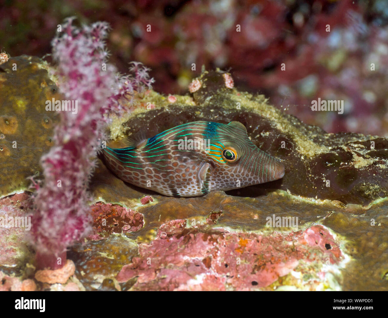 sharpnose pufferfish Stock Photo