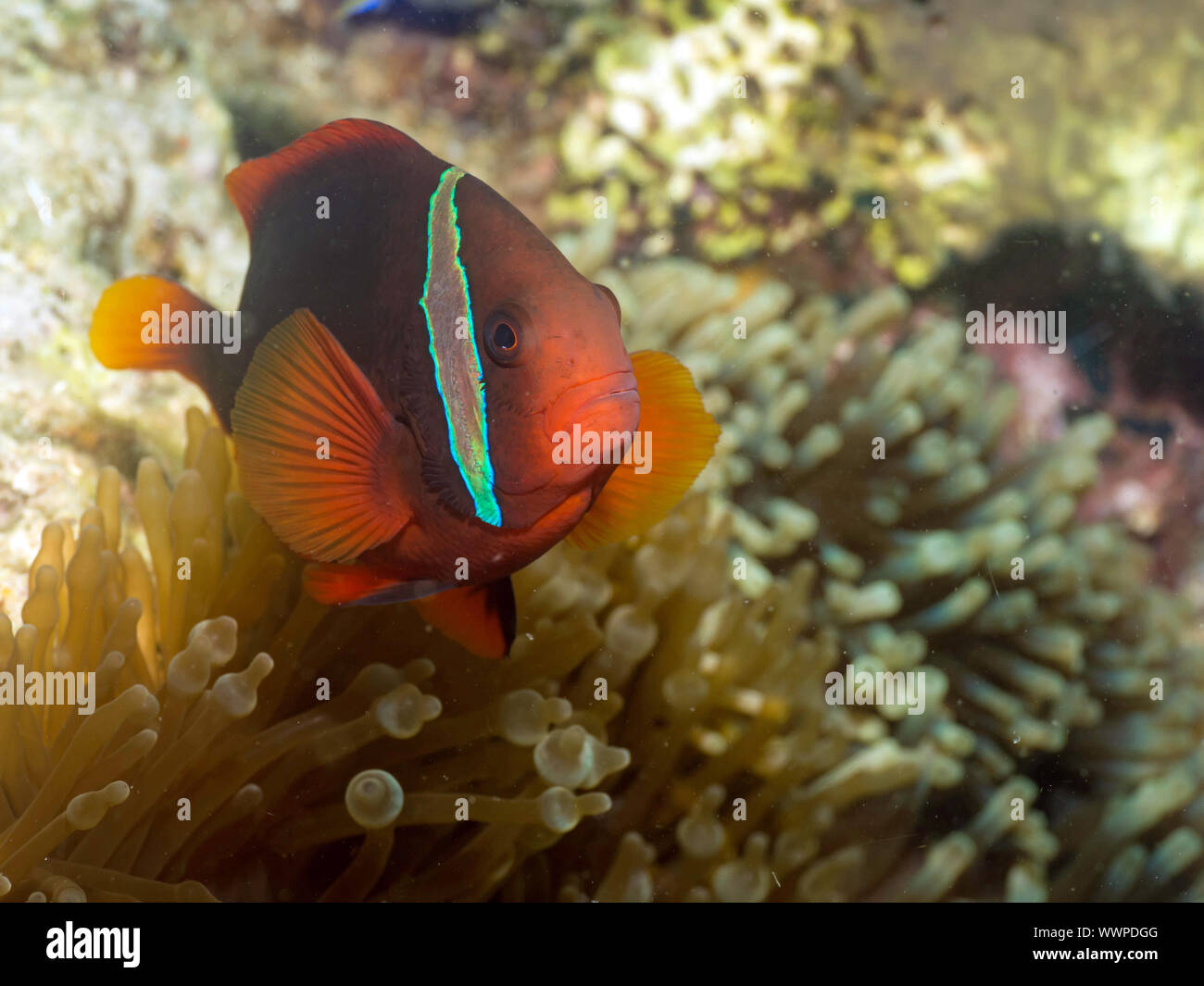 Tomato clownfish Stock Photo