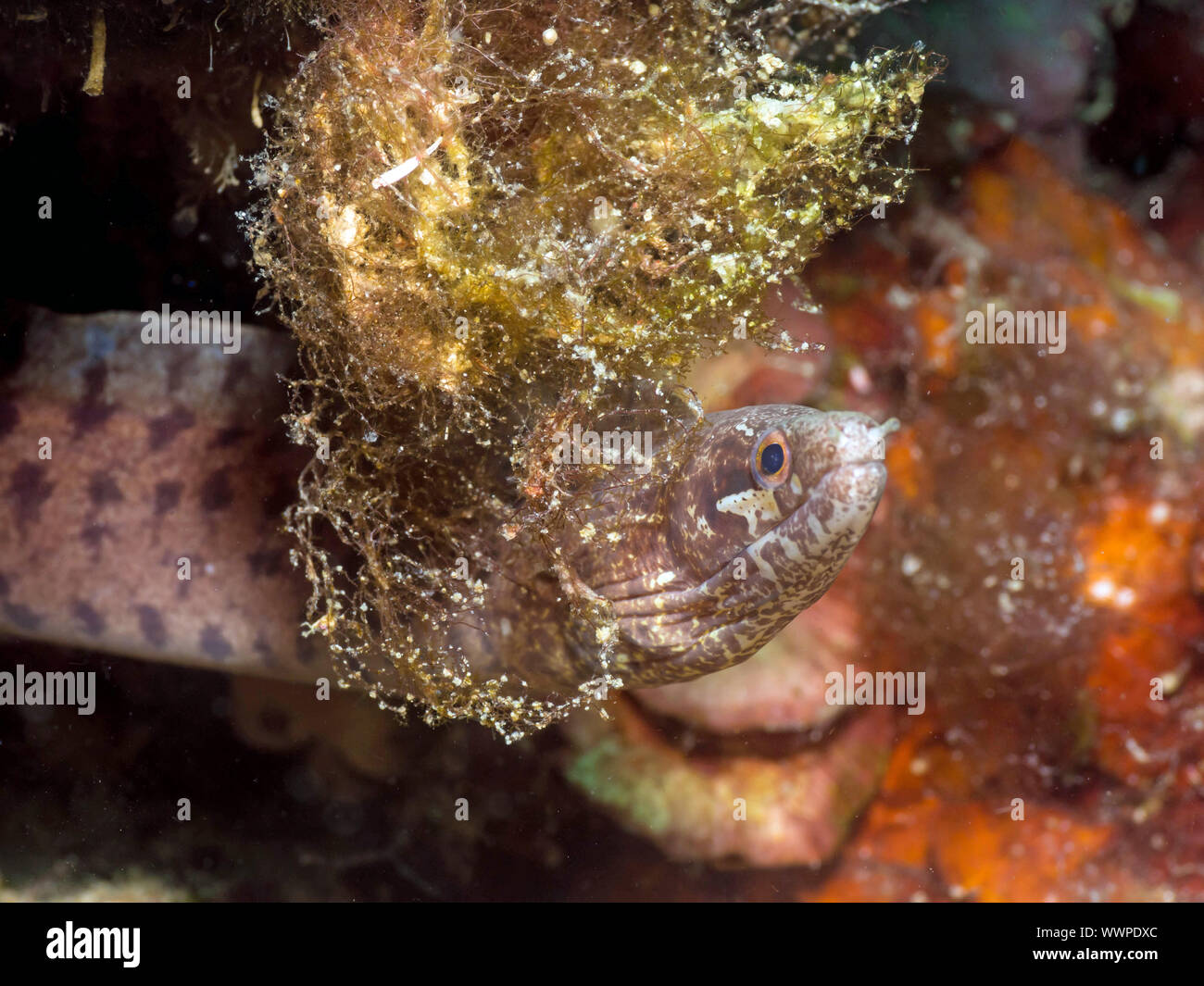Barred fin moray eel hires stock photography and images Alamy