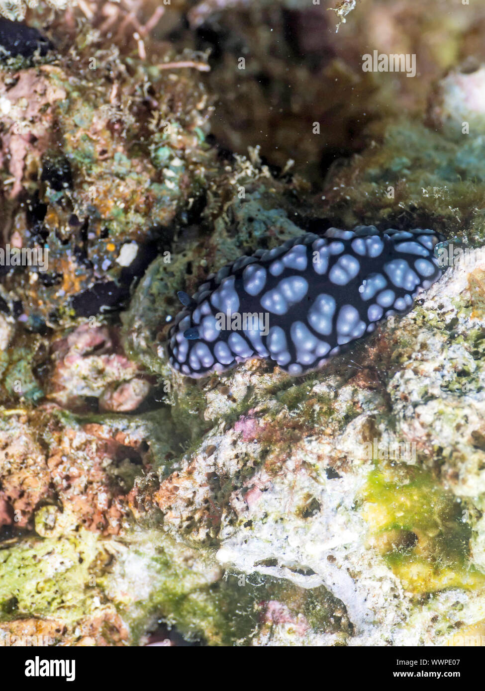 Sea slug (Phyllidiella pustulosa) Stock Photo