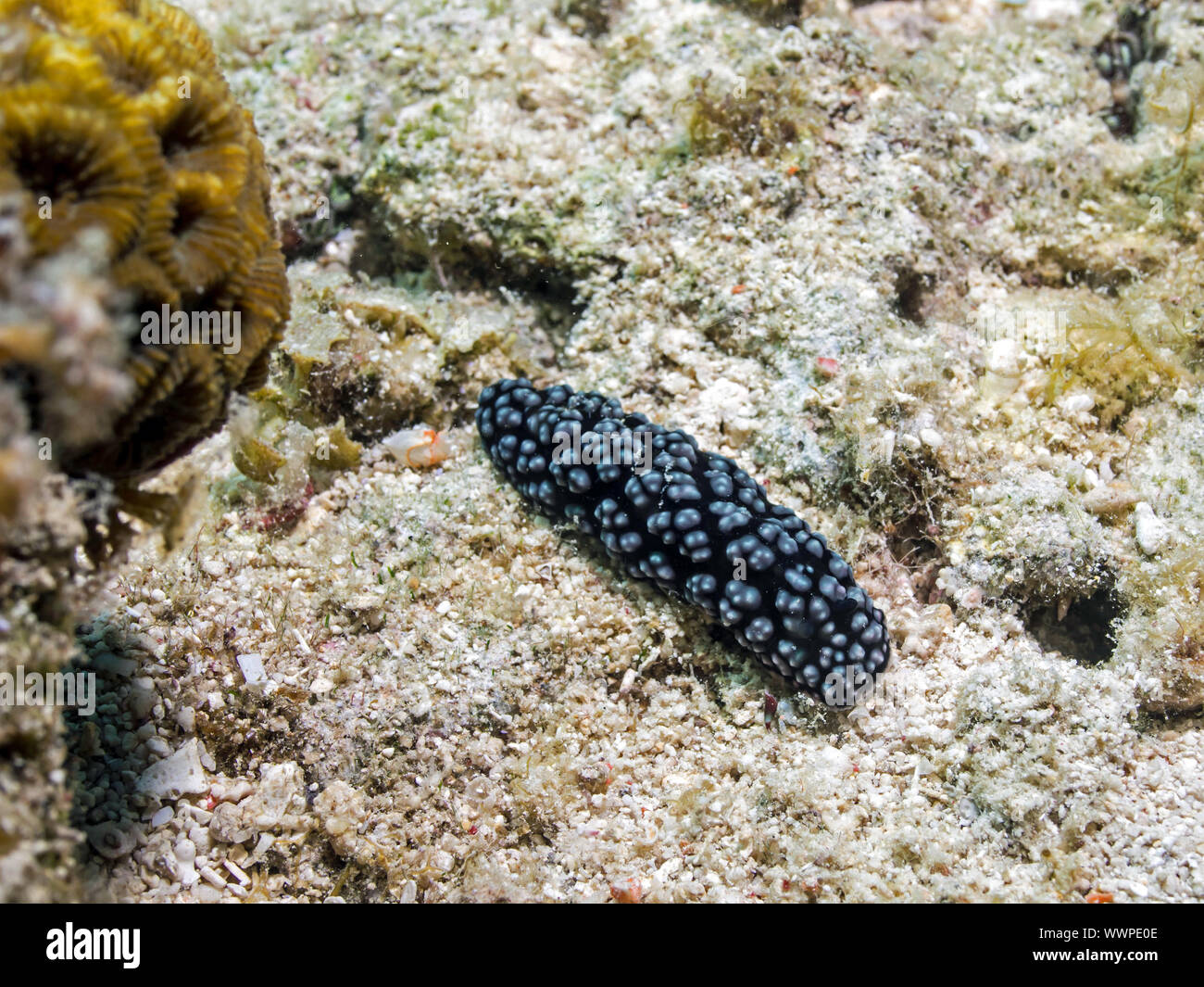 Sea slug (Phyllidiella pustulosa) Stock Photo