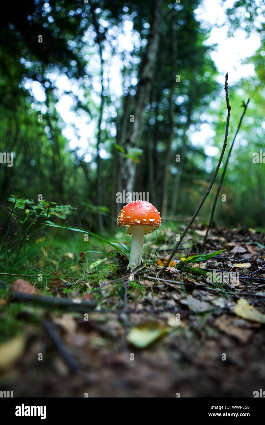 Magic Mushroom Stock Photo