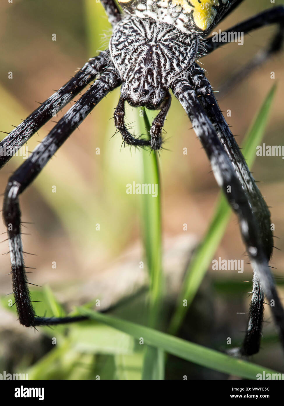 Banana Spider (Argiope appensa Stock Photo Alamy