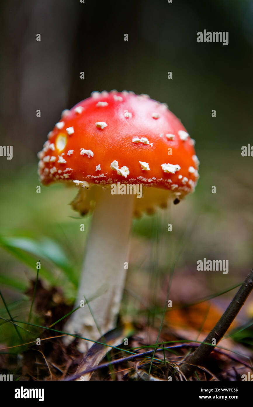 Magic mushroom the mushroom amanita muscaria hires stock photography