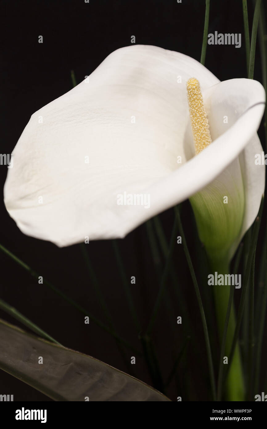 White Calla Lili in front of black Background macro Detail Stock Photo