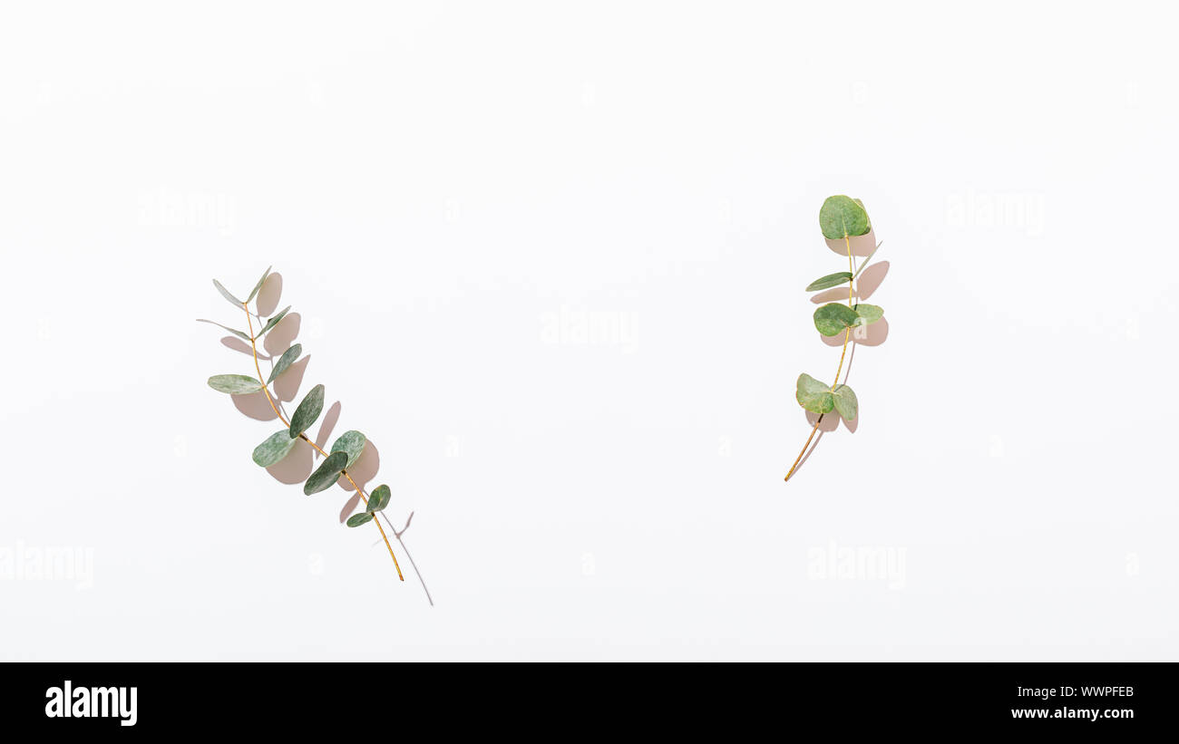 Flat lay frame made of eucalyptus branches on white background with copy space. Stock Photo