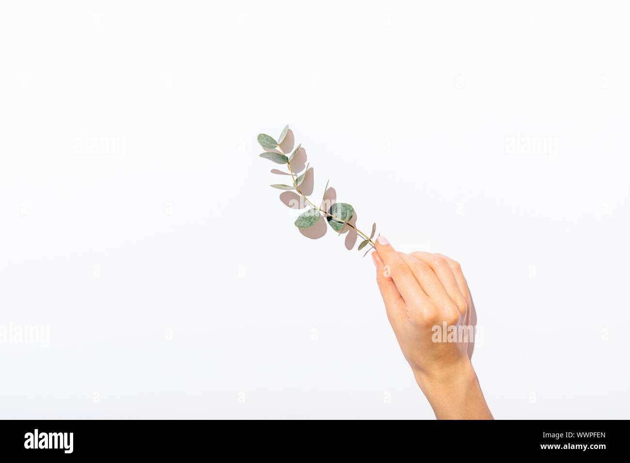 рука держит веточку. красивая девушка за веткой. рука держит веточку. Holding branch. рука держит ветку.