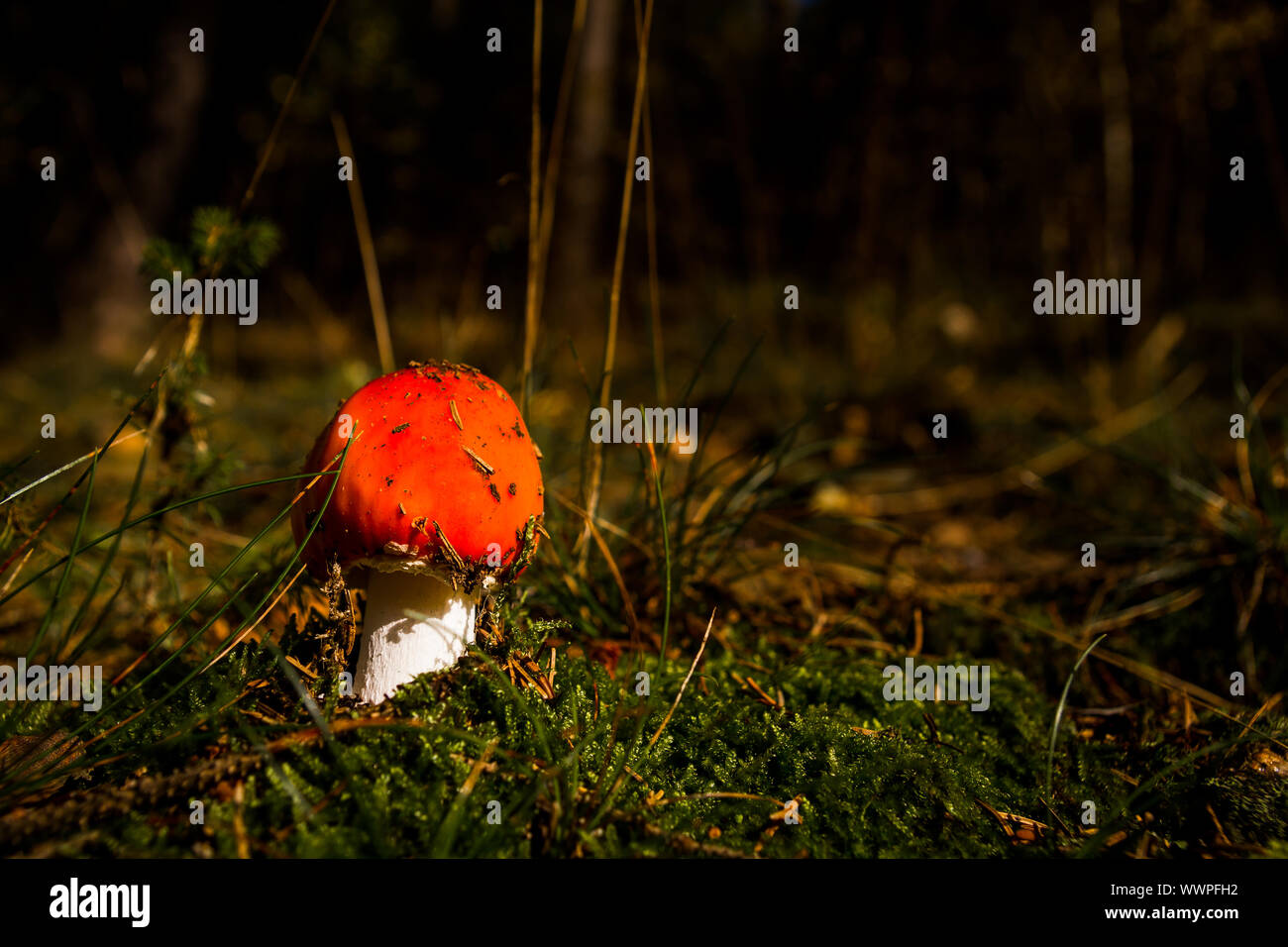 Fly agaric in coniferous forest with light atmosphere Amanita muscaria Stock Photo