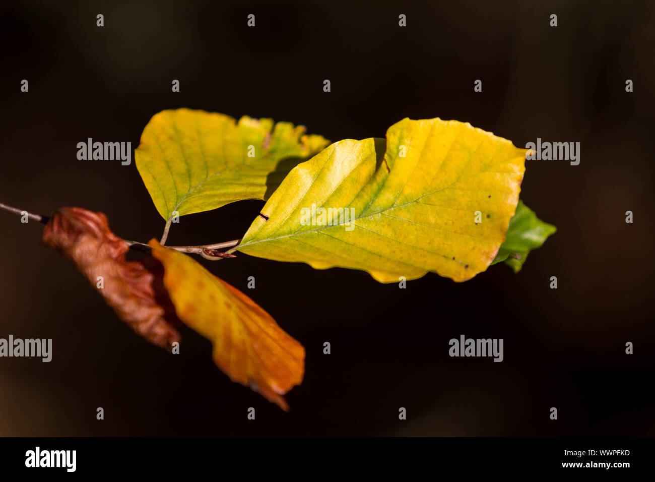 Autumn colours butes foliage of beech Stock Photo