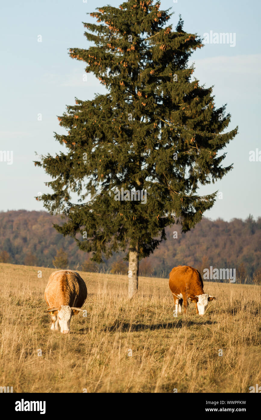 cow lying on a meadow in autumn Stock Photo - Alamy