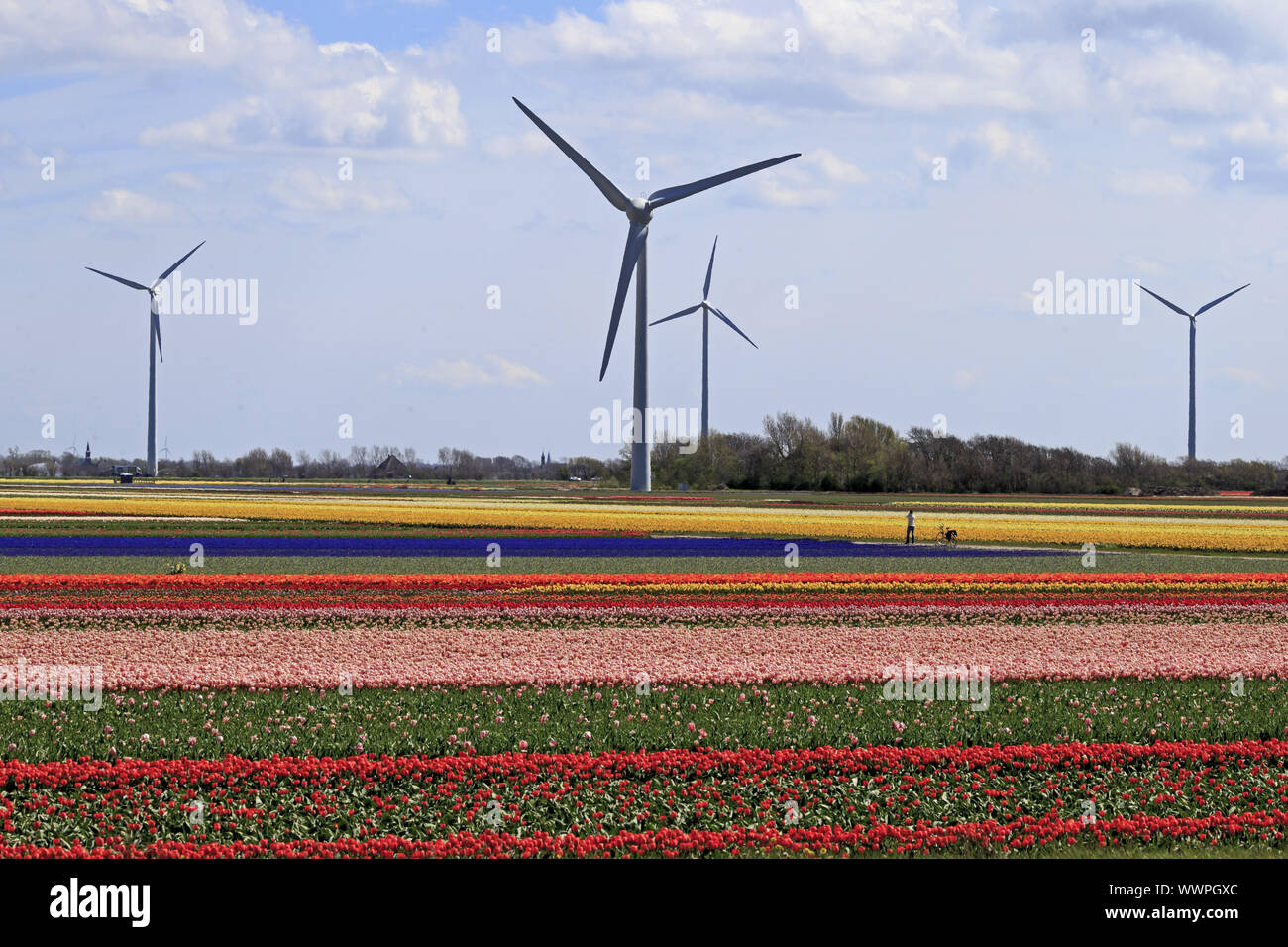 Holland tourism hi-res stock photography and images - Alamy