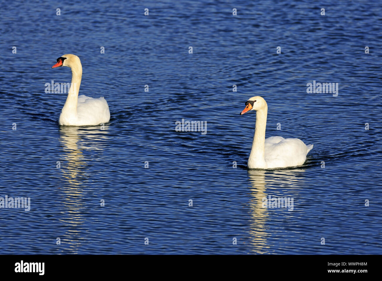 Mute Swan, Mute Swan Stock Photo