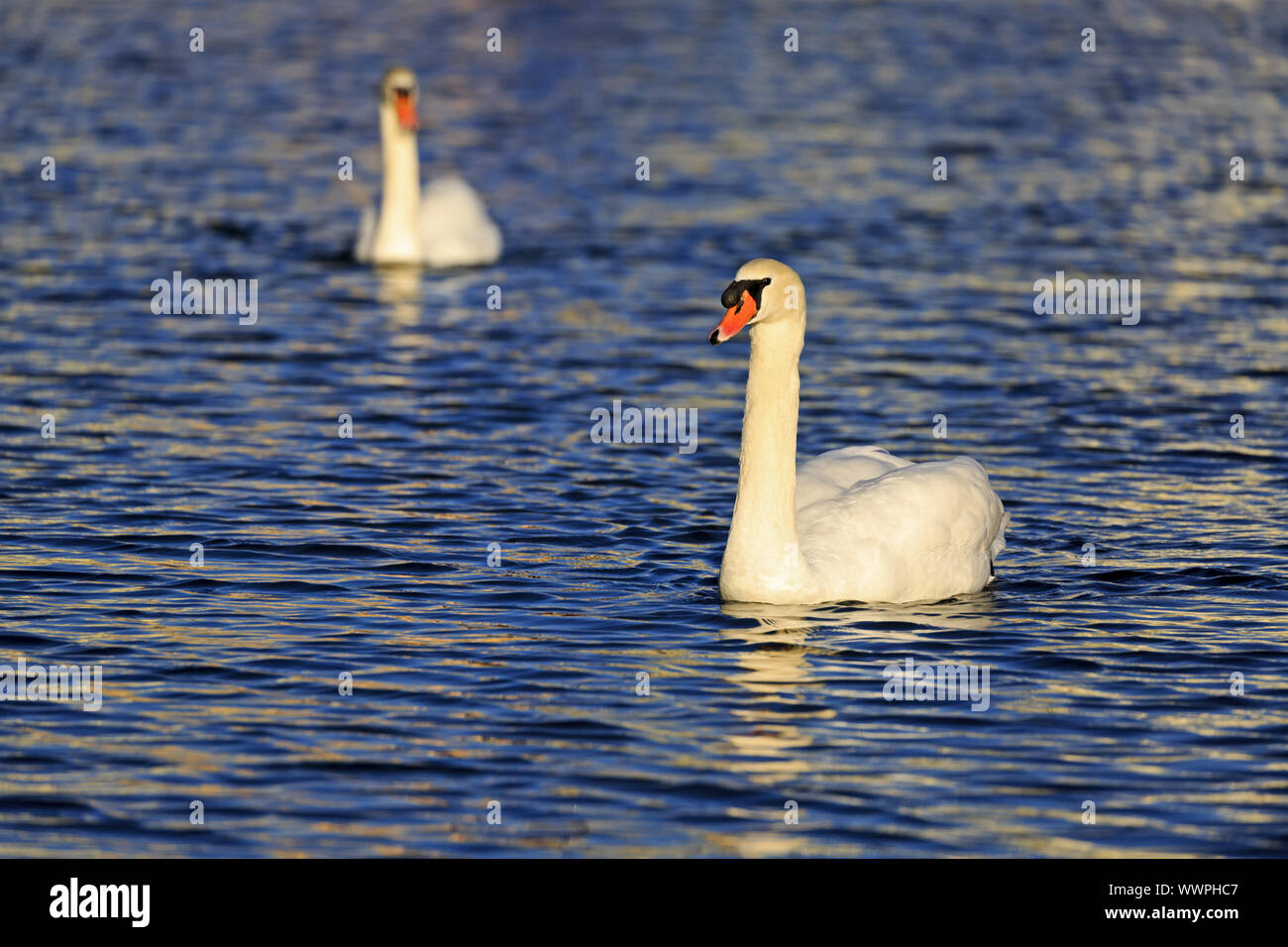 Mute Swan, Mute Swan Stock Photo