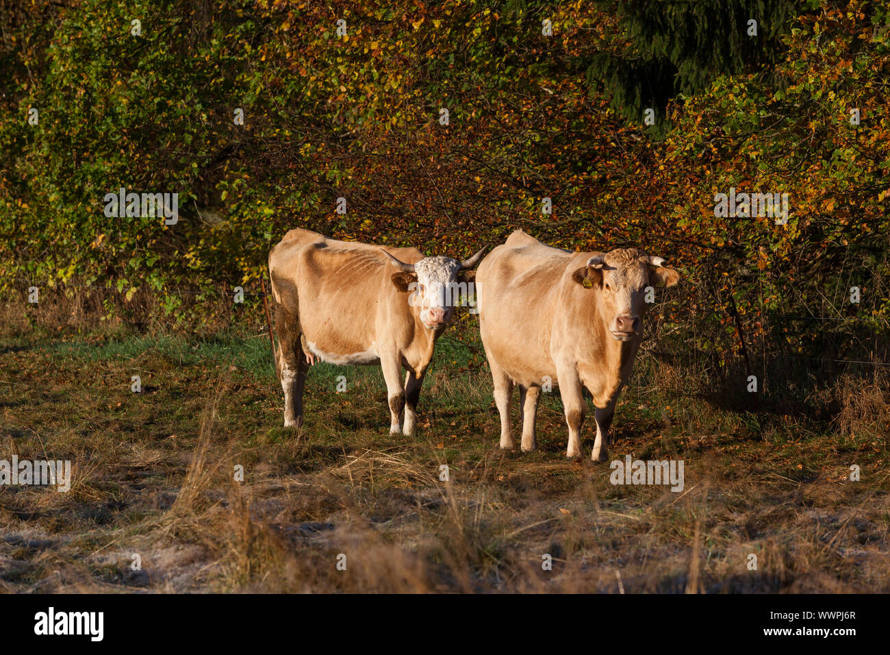 Agriculture Animal husbandry Open land Cow herd Stock Photo