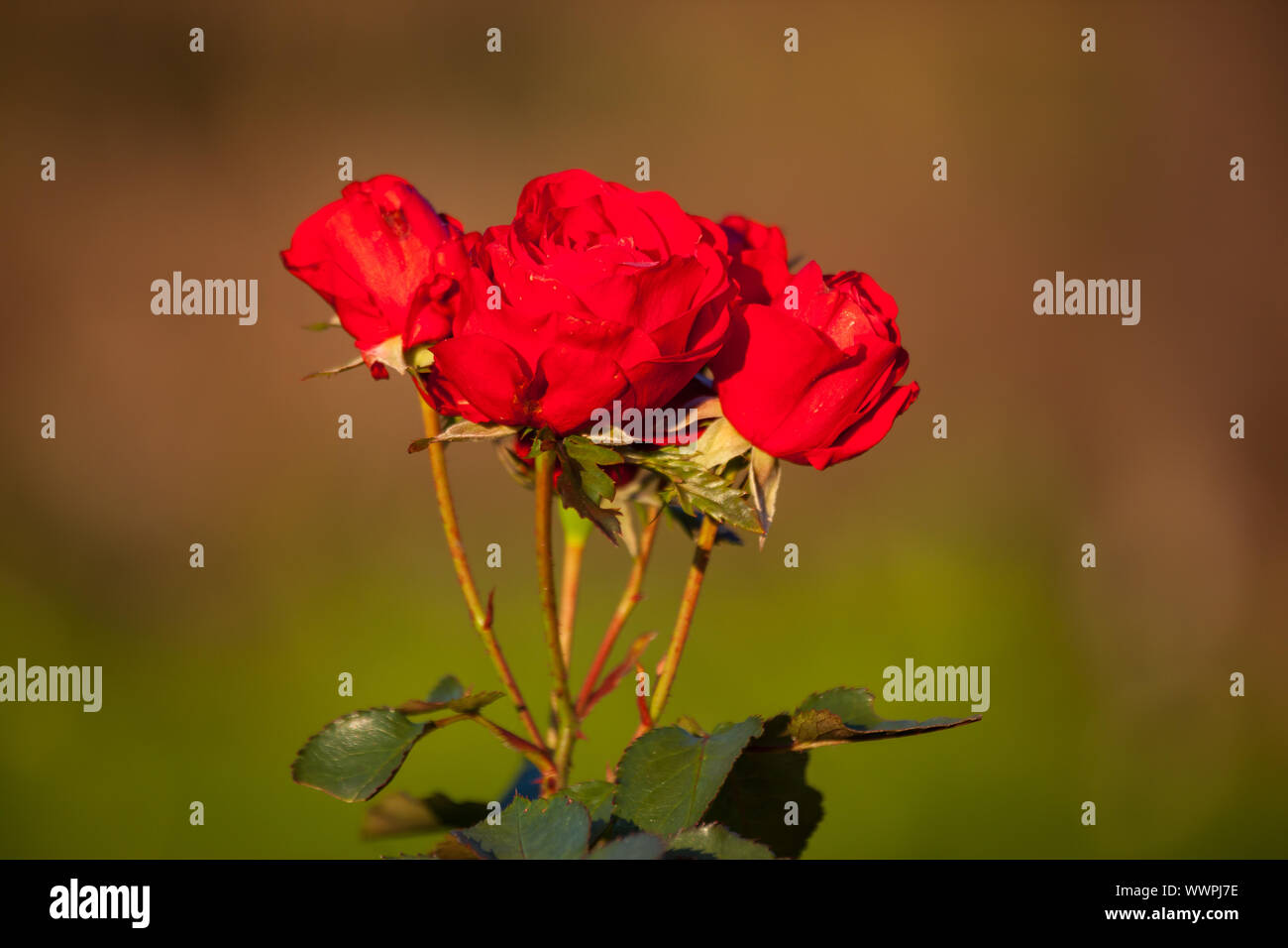 red roses Stock Photo