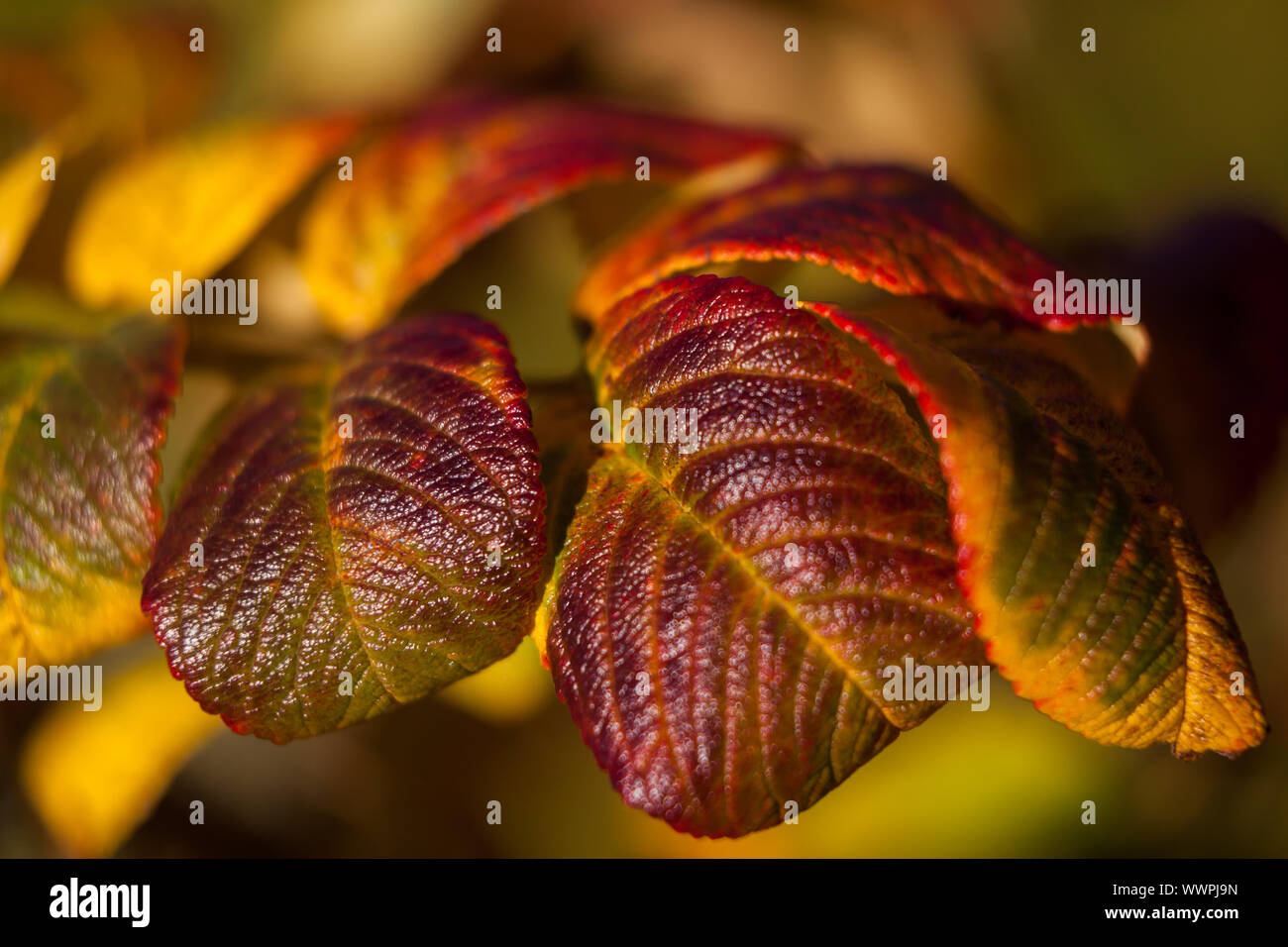 colourful autumn leaves autumn mood Stock Photo