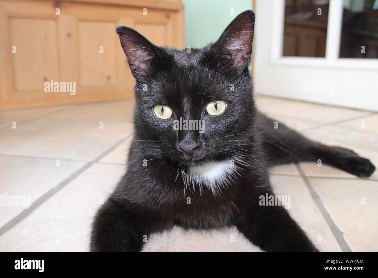Black cat lying on the floor Stock Photo - Alamy