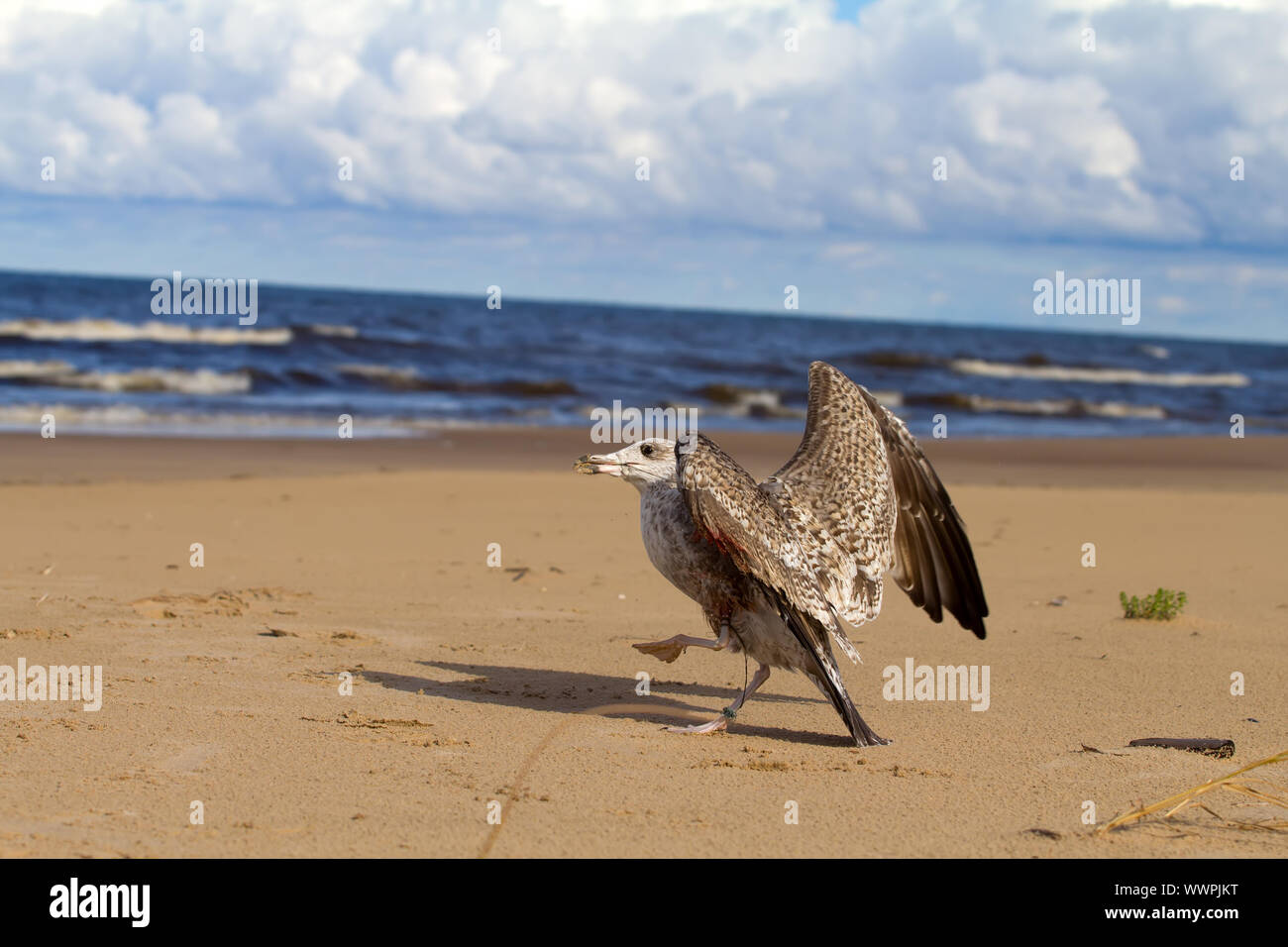 seagull dies in a trap from the thrown line Stock Photo