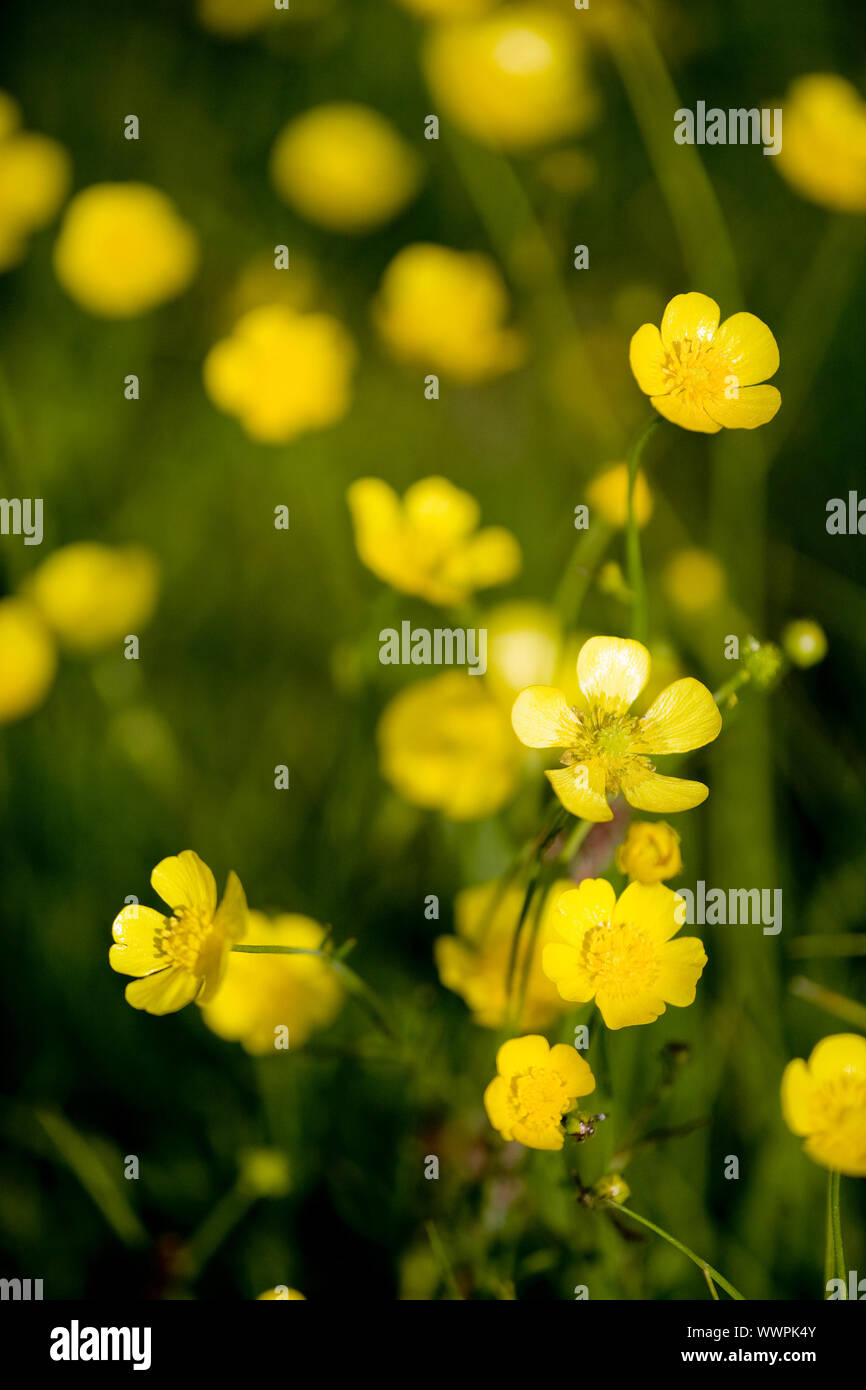 A yellow flower background of buttercup - Latin: Ranunculus bulbosus Stock Photo