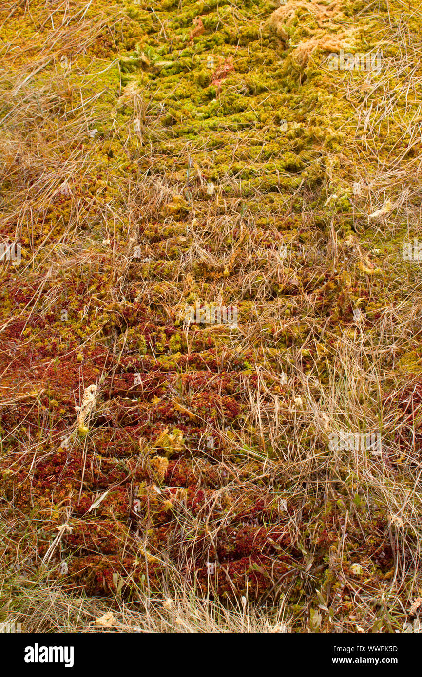 Trail plastic caterpillars modern Rover on moss - save tundra Stock Photo