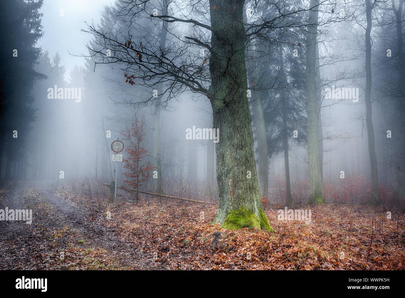 Forest in the fog Stock Photo - Alamy
