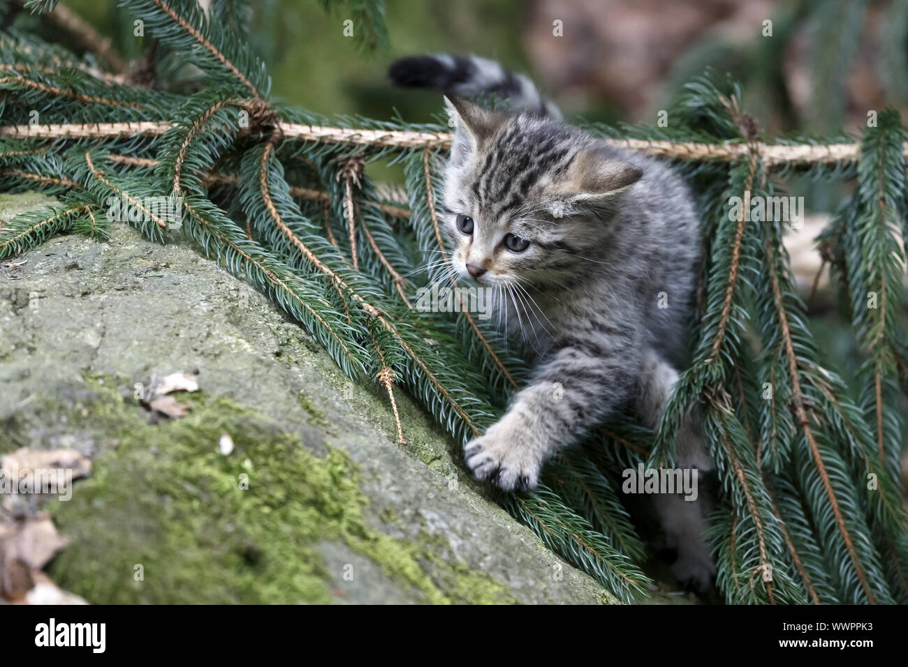 Wildcat, Common Wild Cat Stock Photo