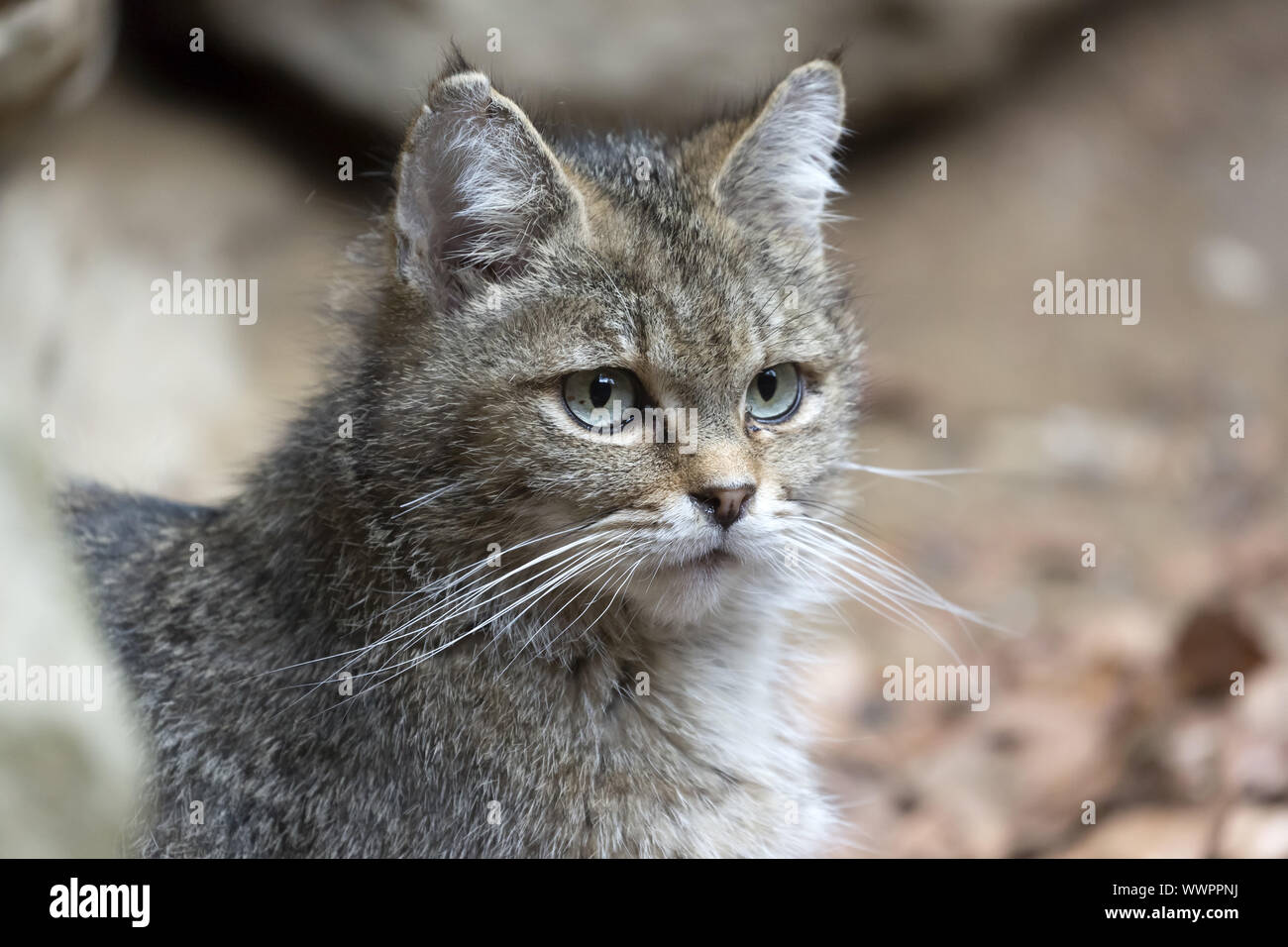 Wildcat, Common Wild Cat Stock Photo Alamy