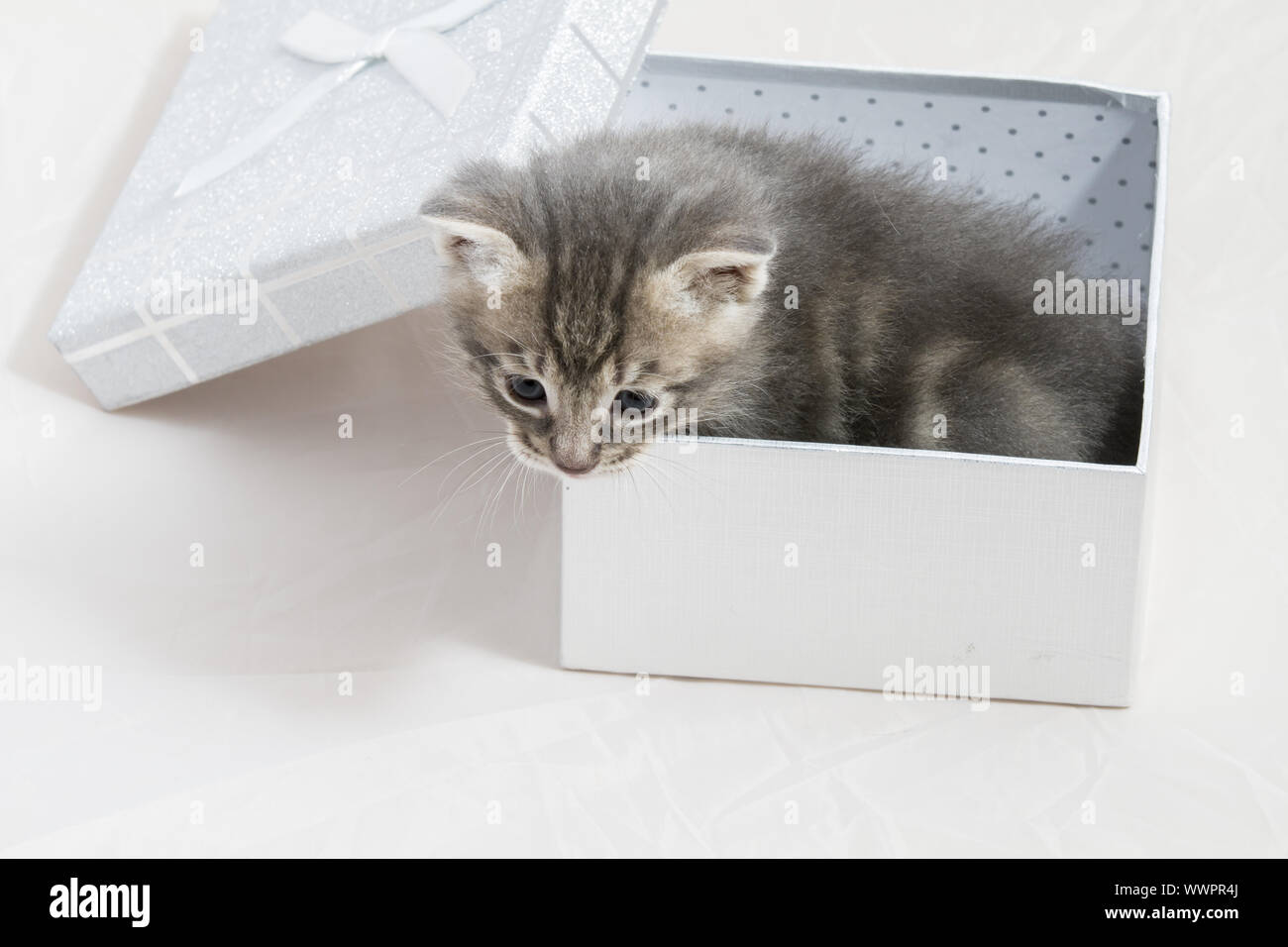 surprise, small kitten stuck in a gift box, cuddly animal sweet face Stock Photo