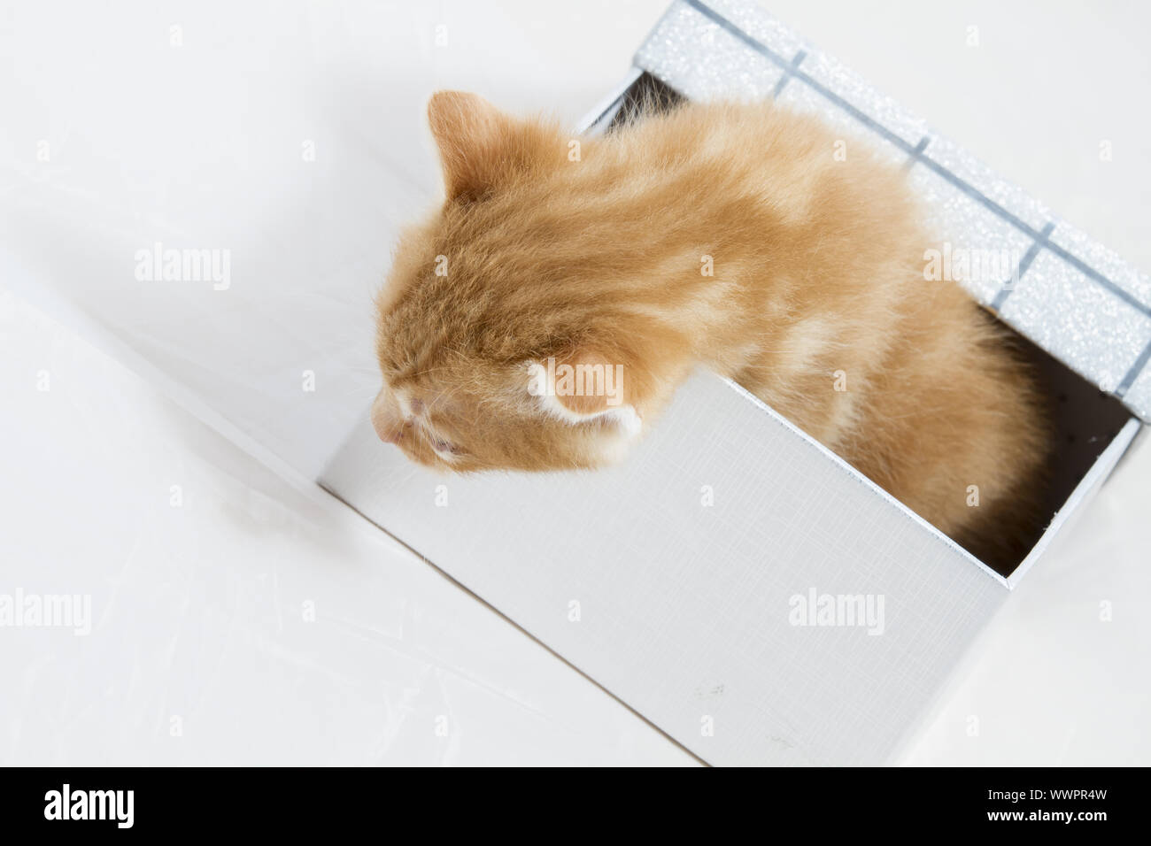 small kitten stuck in a gift box, cuddly animal sweet face Stock Photo