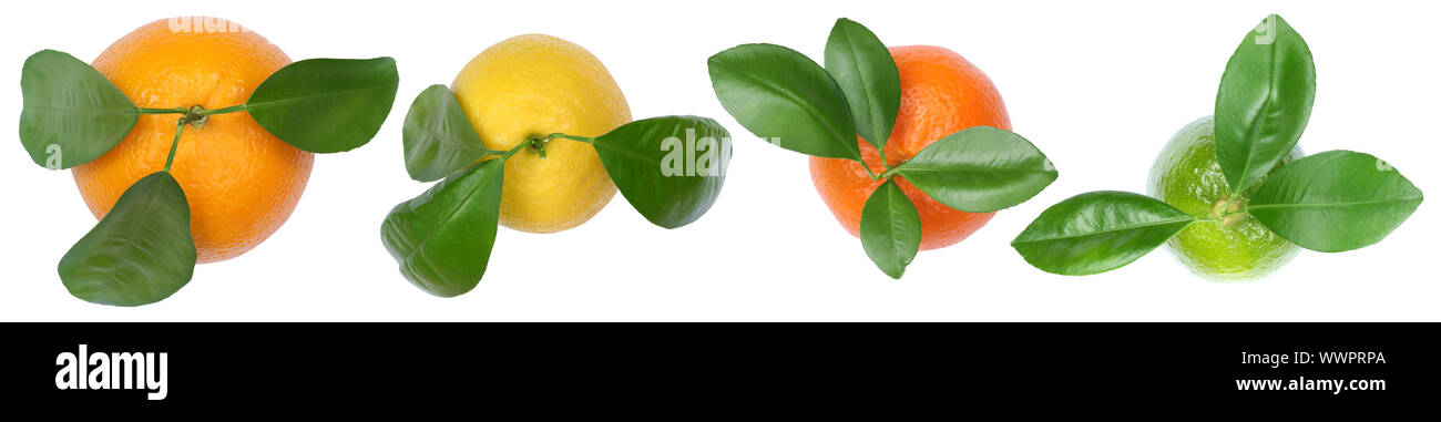 Collection oranges lemons isolated from top fruits in a series of clipping isolated Stock Photo
