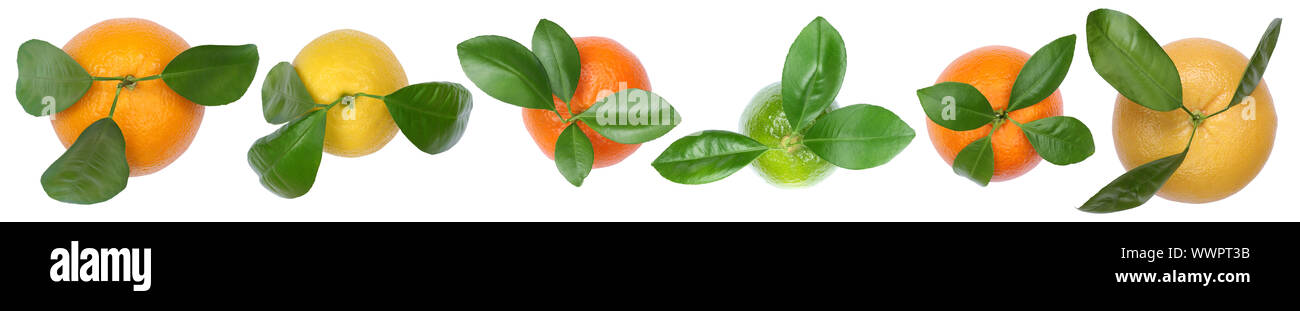 Collection oranges lemons grapefruit isolated from top fruits in a series clipping isolated Stock Photo