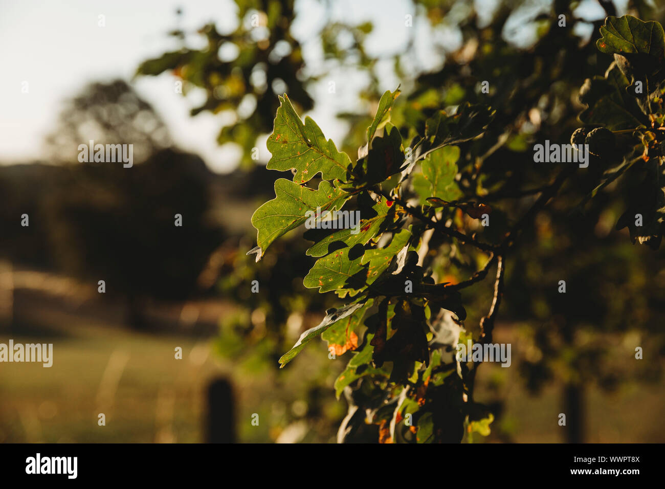 Oak Tree At Sunrise High Resolution Stock Photography and Images - Alamy