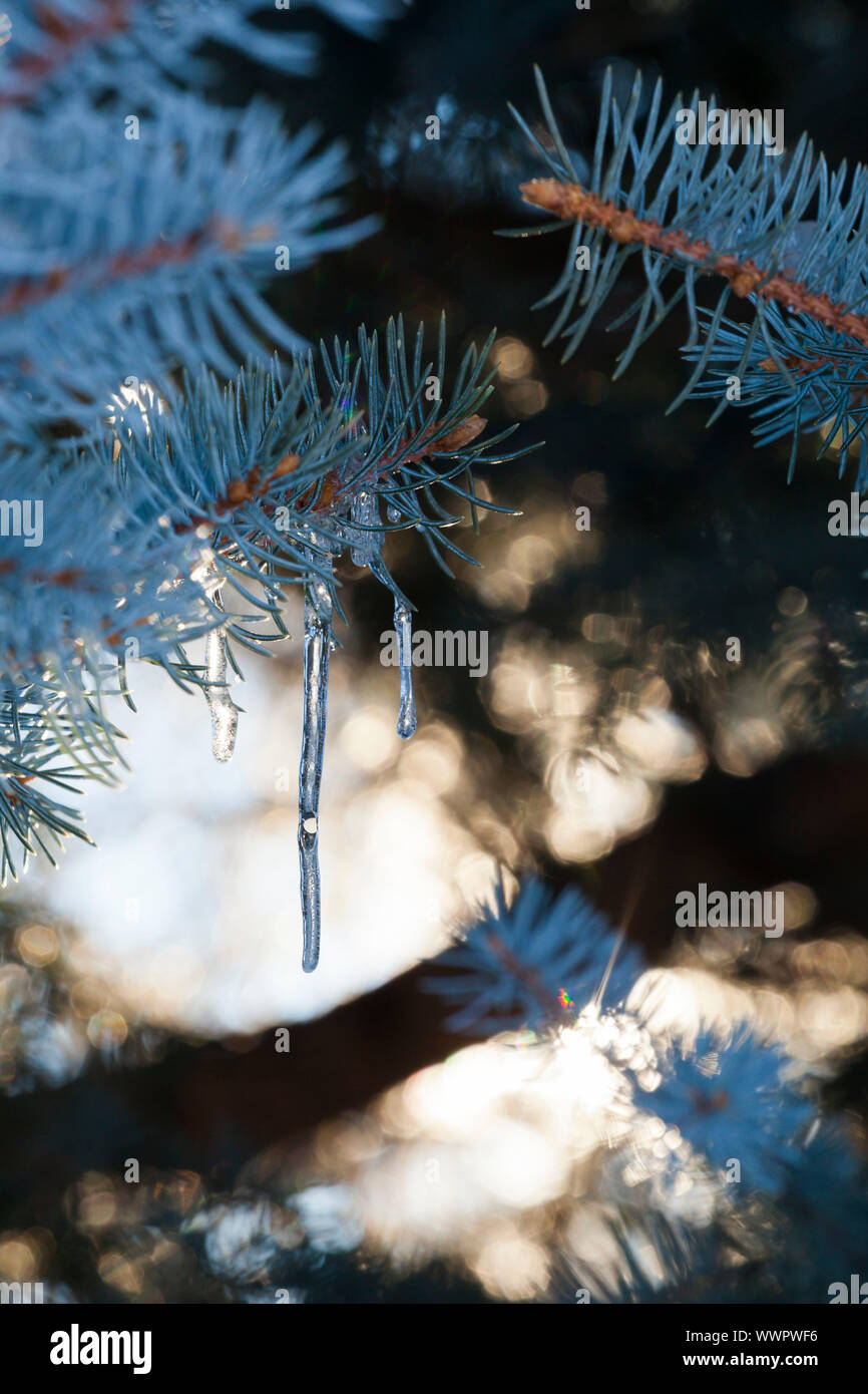 Backlit icicles hang from a blue spruce (Picea pungens) branch, Chautauqua Park, Boulder, Colorado. Stock Photo