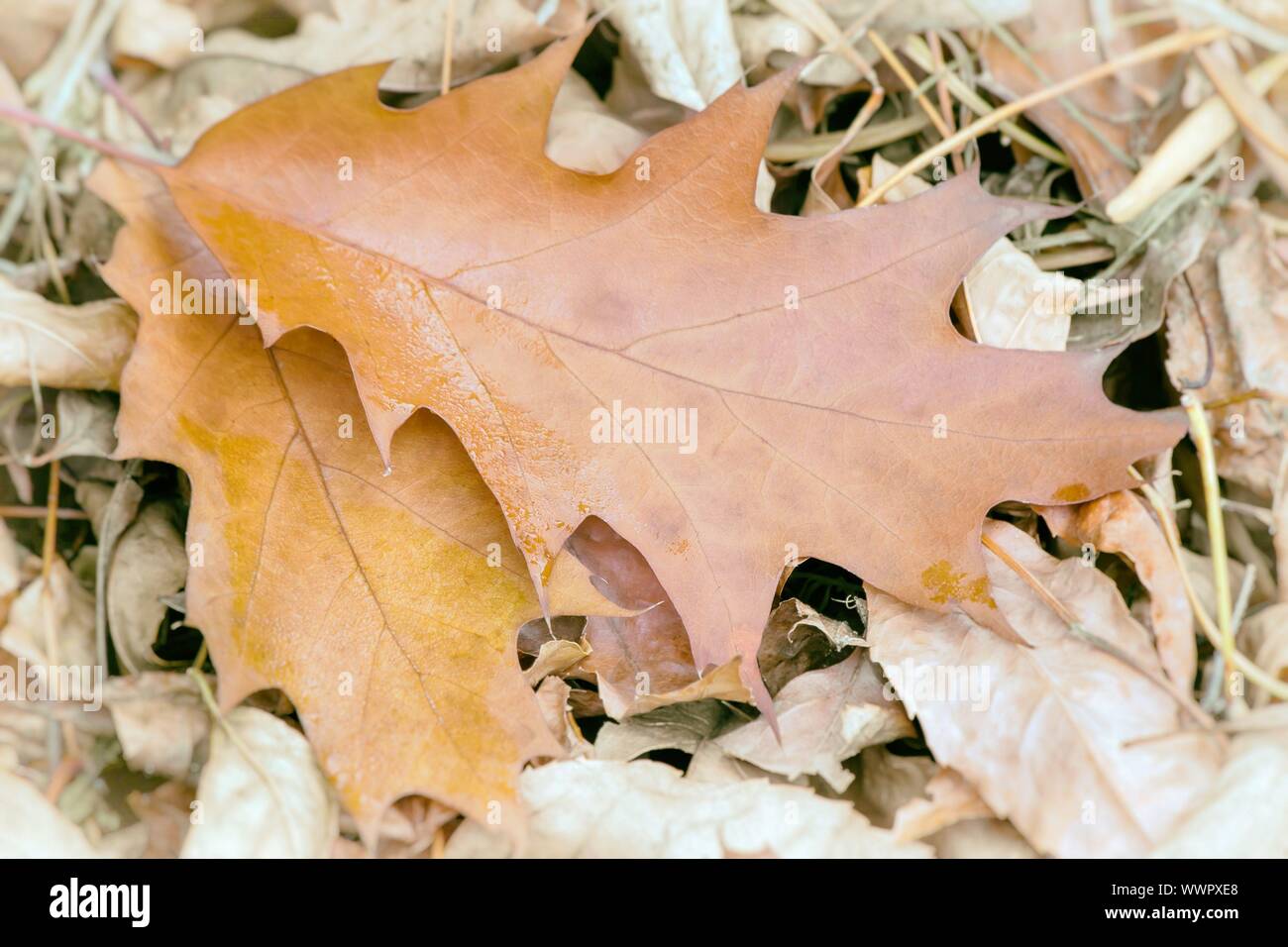 Fallen yellow oak leaves on the background of fallen leaves on the ground. Stock Photo